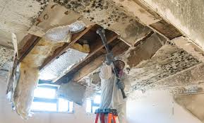 Mold Odor Removal Services in Waskom, TX